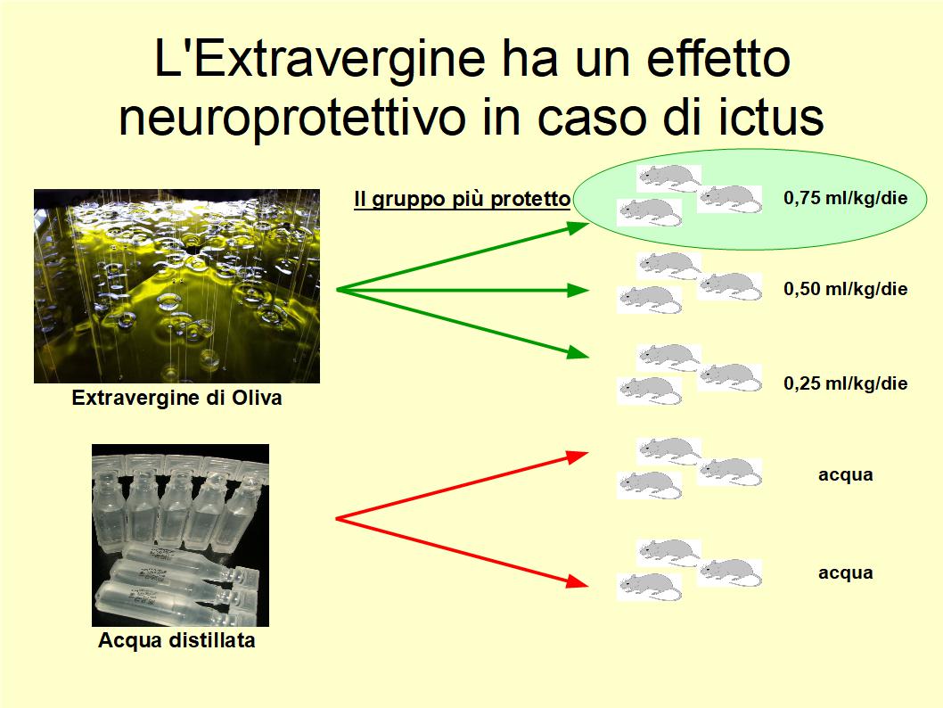 Consumare Extravergine ha un effetto neuroprotettivo in caso di ictus