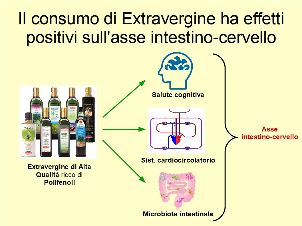 Il consumo di Extravergine influenza positivamente l'asse intestino-cervello