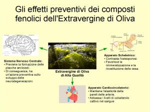 La forza salutare dei composti fenolici dell'Extravergine di Oliva