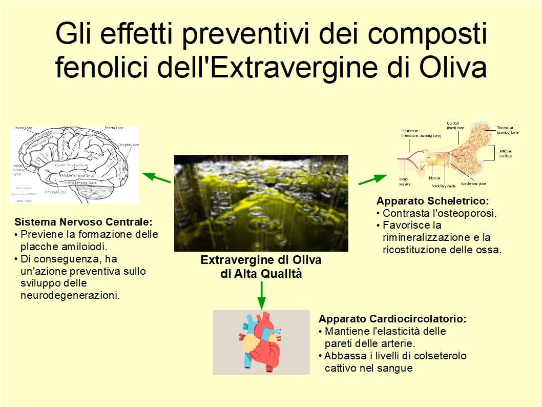 La forza salutare dei composti fenolici dell'Extravergine di Oliva